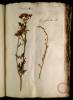  Fol. 9 

Oreselinum Panzae. Rapunculus flore albo